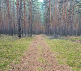 Прирезка лесных участков Кадастровые услуги в Ялуторовске